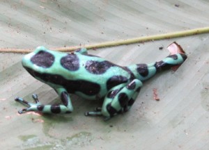 Spotted-Frog