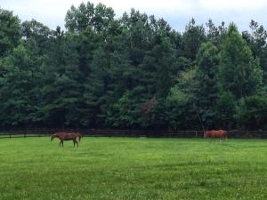 horses-nc